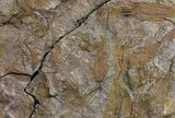 Bargain, Eocrinoid (Ascocystites) Plate - Ordovician #57646-1